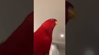 Red birb🍅silent wuewuewuewue