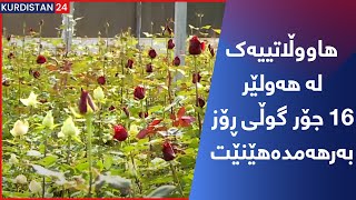 هاووڵاتییەک لە هەولێر 16 جۆر گوڵی ڕۆز بەرهەمدەهێنێت