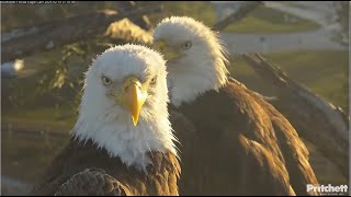 SWFL Eagles ~ F23 Sleeps On Attic All Night 💕  M15 Arrives \u0026 Is Ready For Mating! Let's GO 😂 2.15.25