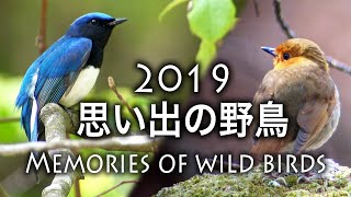 野鳥撮影・ 【野鳥観察】2019年・思い出の野鳥ダイジェスト版・バードウォッチング /4K