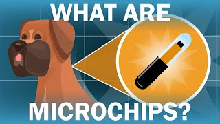 How Can a Microchip Help Me Find My Dog?