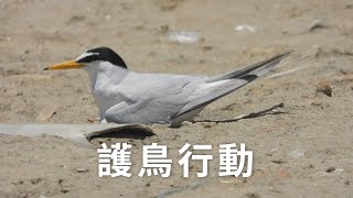 【鳥類保育】護鳥行動｜找出尊重生態的拍鳥秩序 (我們的島 1110集 2021-06-21)