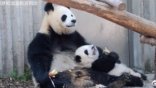 Today Baby HeHua is With Mama YuanRun Again.They Look very Close 😍|Panda HappyLand #shorts