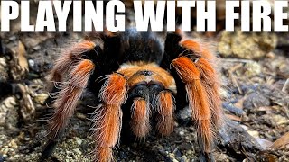 Mexican Fire Leg Tarantula gets a beautiful new enclosure