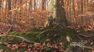 Madárszemmel - Diósjenő és környéke - 2017. november