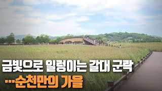 금빛으로 일렁이는 갈대 군락…순천만의 가을 / KBS 210922