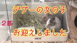 家族が増えました！