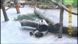 圓仔 882 日 + 團團 + 小金生活直播片段快轉版 @ Taipei Zoo