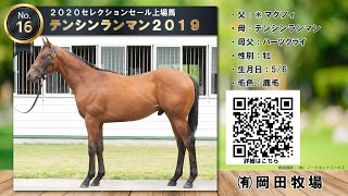 セレクションセール No.16 テンシンランマン２０１９