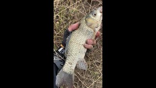 Best Fishing Video 🐡🐠 Wild fishing for big crucian carp, in the same place, look for a different