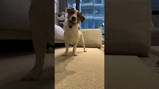 【Jack Russell Terrier傑克羅素㹴BonBon】 smile ball#shorts#jackrussellterrier #傑克羅素㹴#잭러셀￼