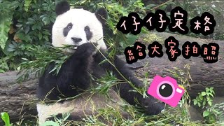 圓仔吃竹葉常定格，圓仔超可愛|熊貓貓熊The Giant Panda Yuan Yuan and Yuan Bao|台北市立動物園