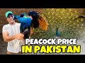 Peacock Chicks - Peacock Chicks Price in Pakistan | Oye Bhatti