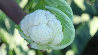 HM. Clause - Cauliflower