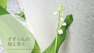 【ガーデニング】すずらんの植え替え