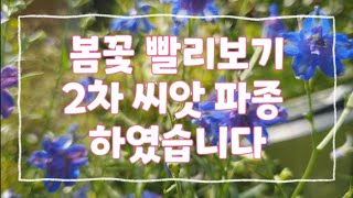 🌻봄꽃 빨리보기 2차 씨앗 파종 하였습니다🌻