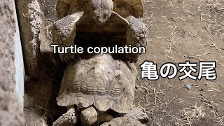 亀の交尾🐢❤️🐢Turtle copulation❣️