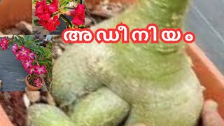 അഡീനിയം seed ഇനി എല്ലാവർക്കും easy ആയി പിടിപ്പിച്ചെടുക്കാം/അഡീനിയം plant caring/seed propagation