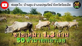 ราคาวัววันนี้ วัวไทยกลาง ขายเหมายกฝูง 50 ตัว พ่อสุดใจ อยากได้มายกเอาเลย