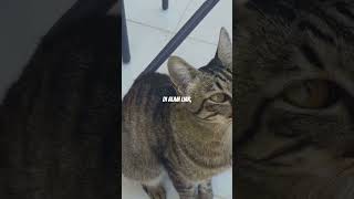 Kenapa Kucing Suka Menjatuhkan Barang?