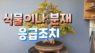 식물이나 분재 응급조치/가정에서식물을