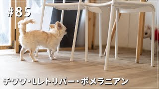 トリミング:チワワ・ポメラニアン・ラブラドールレトリバー【クッキーアンドマロンの日常＃85】