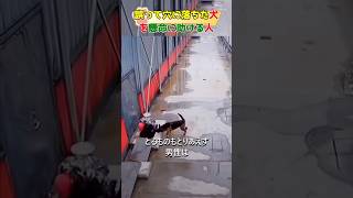 誤って穴に落ちた犬を懸命に助ける人#dog#shorts#respect #rescue #犬#犬動画