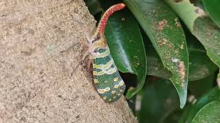 จั๊กจั่นงวงช้าง trunk cicada #northeast #thailand @enjoylife.9