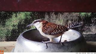 Rufous-naped Wren eating BSFL