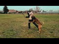 dudlik european k9 training base protection