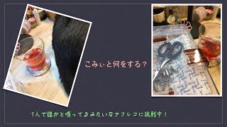 こみぃと一緒に何をする？【本日の手芸】today's handicraft