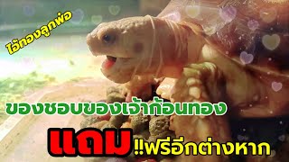 เต่าซูคาต้า - ของฟรี❗ที่ก้อนเงิน🐢 ก้อนทอง🐢 ชอบสุดๆ 😁 งานนี้อิ่มจัด HD 1080p