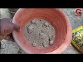 বাড়ির আঙ্গিনায় টবে আঙুর 🍇ফলের চাষ how to grow grapes fruit in a pot