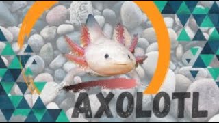 Axolotl (Ambystoma mexicanum)