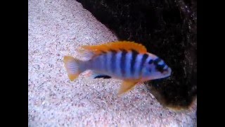 Labidochromis sp. hongi