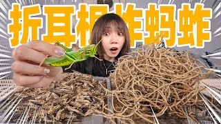 整整五斤折耳根剁碎炸蚂蚱！竟是超级美味？ |  Fish mint