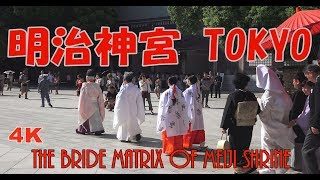 東京観光　明治神宮　花嫁行列　4K　The bride matrix of Meiji Shrine. Tokyo tourism