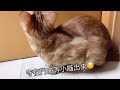 99%有效！貓咪會有反應的聲音 貓咪音效｜cats will come to you