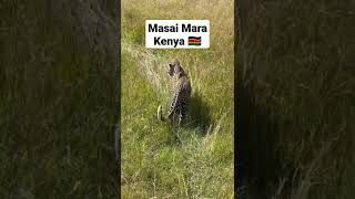 Game reserve, masai, masai mara, leopard and photographer maasai mara, leopard in a tree, leopards