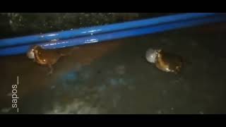 enormous fat frogs fighting