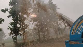 Tressing of Hybrid Basmati Paddy