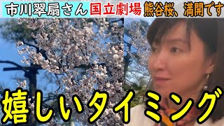 【市川團十郎白猿】市川翠扇さんへ父１２代目團十郎さんから春のプレゼント‼素敵な桜の写真にファンも癒された‼【海老蔵改め團十郎】