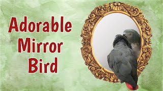 Adorable Mirror Bird: Einstein's Charming Reflections