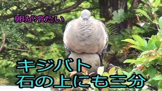 キジバト 石の上にも三分 (Japanese proverb.)