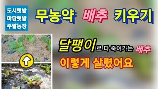 [8,9,10월 친환경텃밭] 달팽이와 벌레 이렇게 하면 없어집니다~5가지 방법과 은행잎액비의 놀라운 효능 #도시텃밭 #주말농장 #친환경살충제 #배추