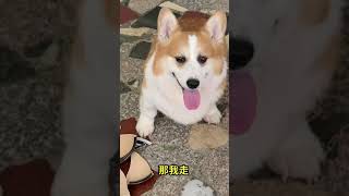 柯基Corgi 对你是又爱又恨😂 #柯基 #可爱的狗狗 My Lovely Corgi Videos