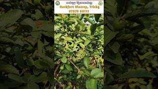 கொத்து கொத்தாக காய்க்குமா கொய்யா🌱🤔 #guavafarming #guavaplant #guavafruit #guava #plants #agriculture