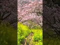 あぐりパーク嵯峨山苑の春めき桜 harumeki zakura cherry blossoms at aguri park sagayamaen japan shorts