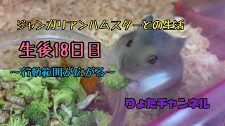 【ハムスター生活35】生後18日目〜行動範囲が広がりました〜