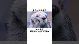 ラッコの知られざる面白い雑学10選!! #動物 #雑学 #豆知識 #知育動画 #博士 #animals #shorts